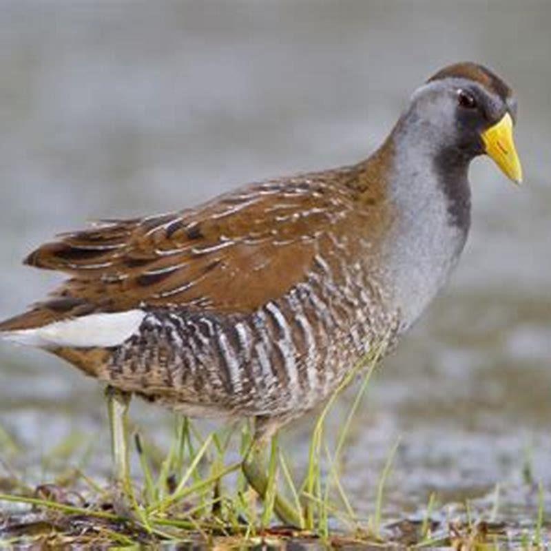Is Sora a bird?