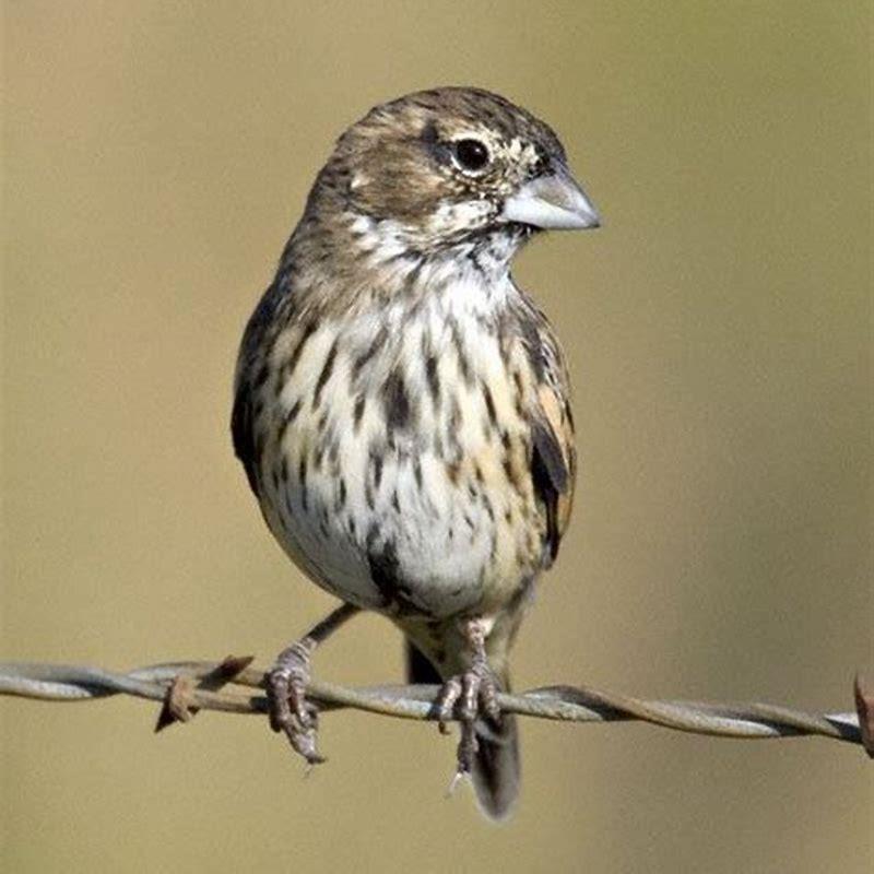 Is the lark bunting a sparrow?
