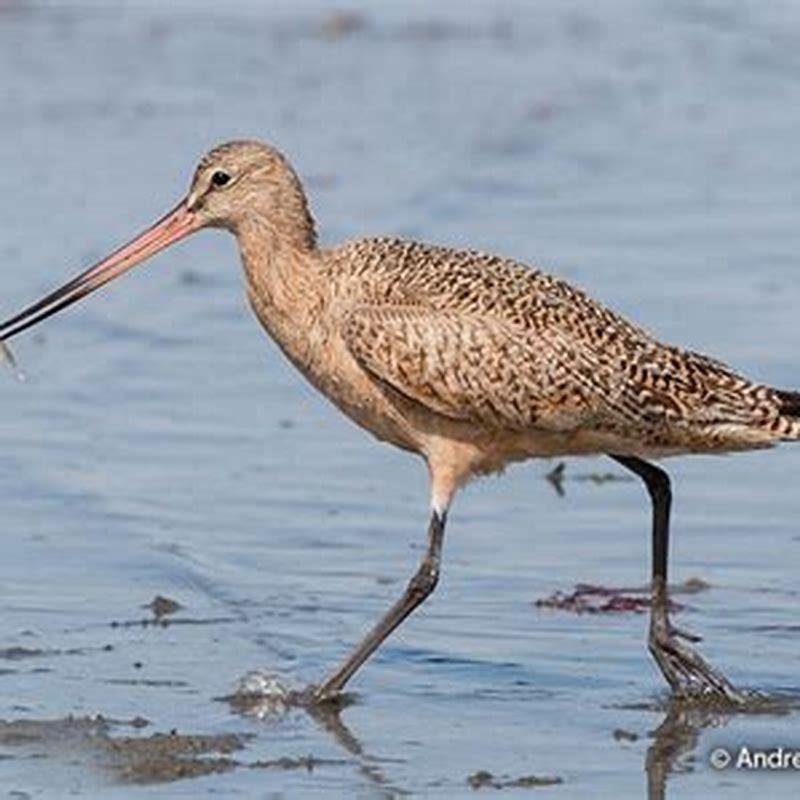 Is the marbled godwit endangered?