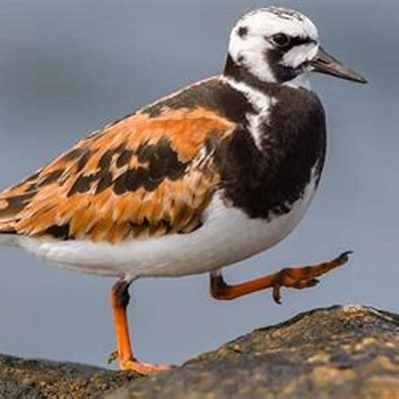 Is the Ruddy Turnstone a carnivore?