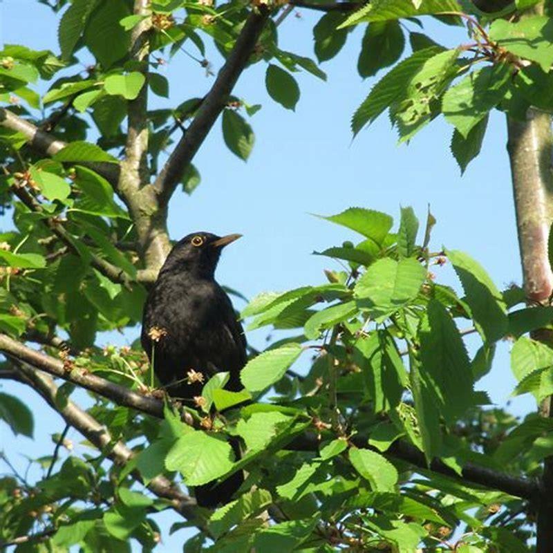 Is thrush a perching bird?