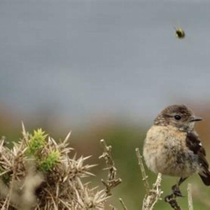 What animals do thrushes eat?