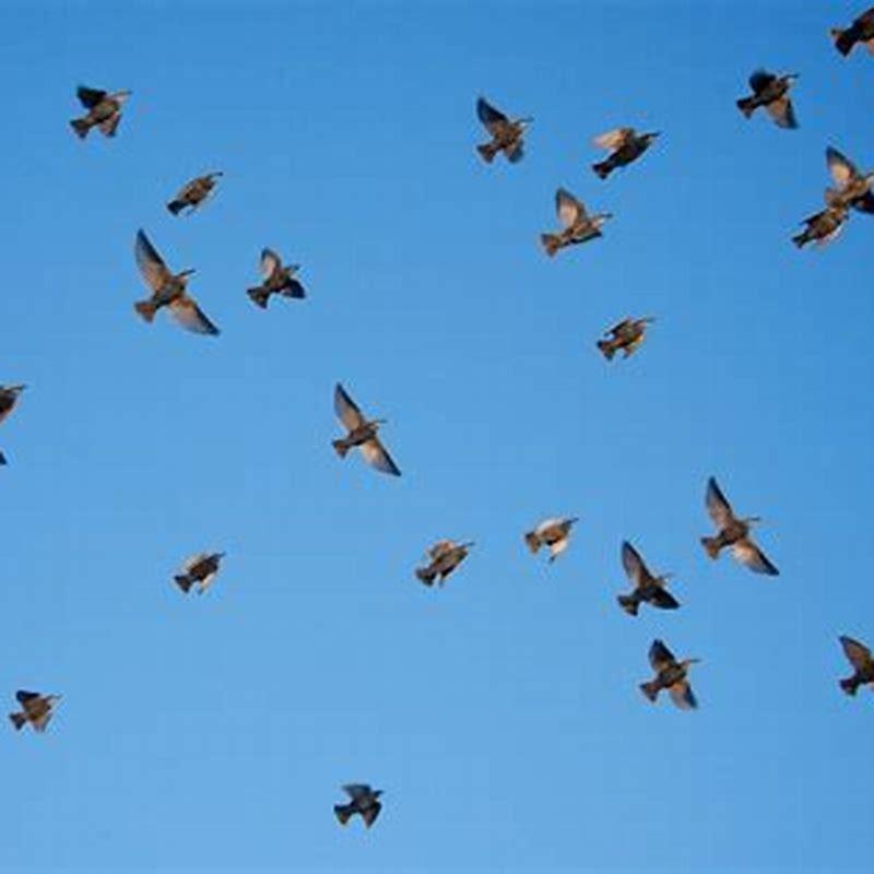 What are birds categorized as?