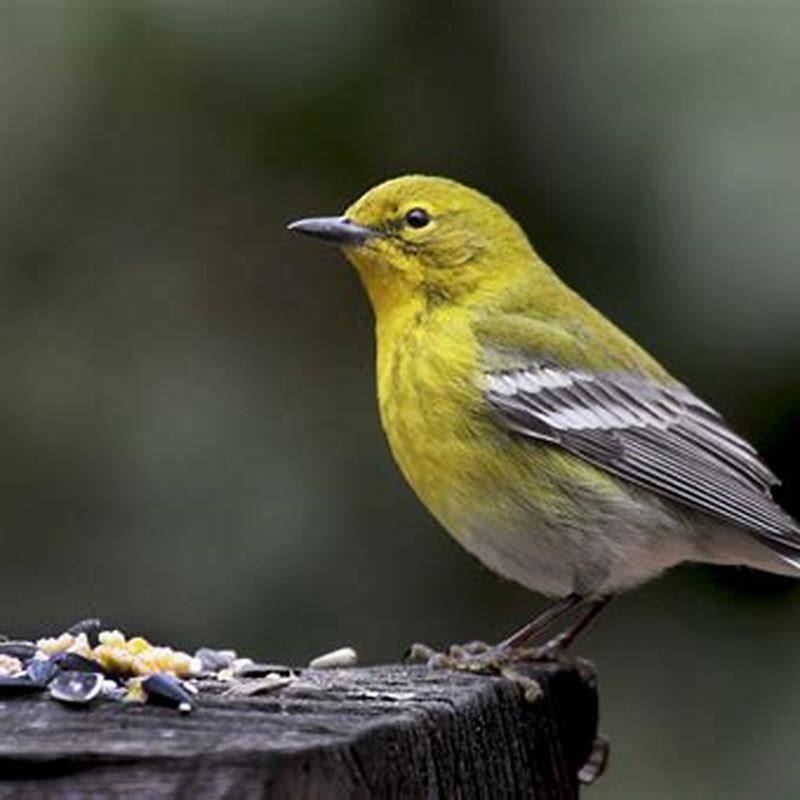 What are Warblers predators?