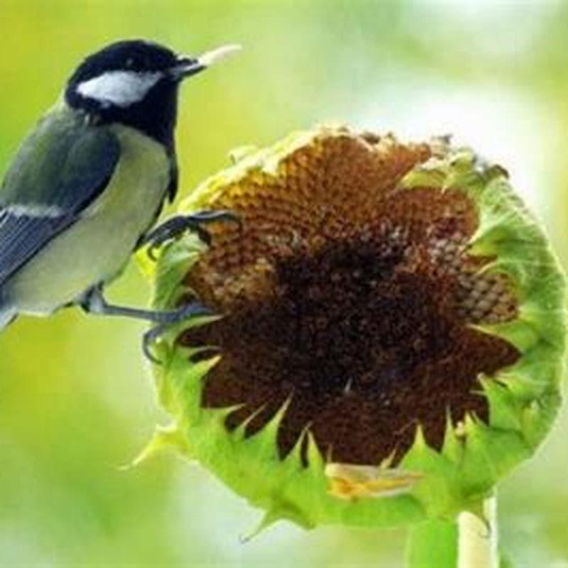 What birds Can I attract with sunflower seeds?