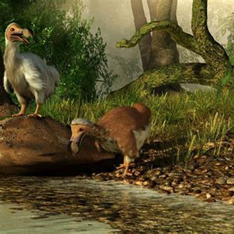 What did dodos taste like?