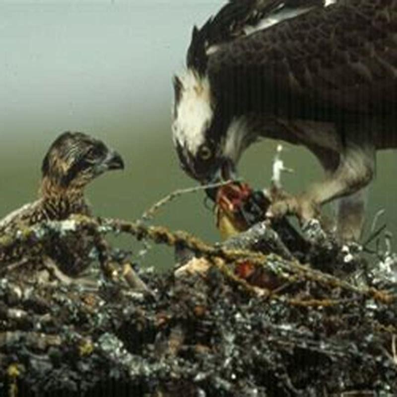 What do birds do the whole day?