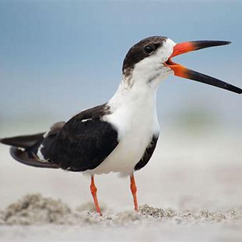 What do Black Skimmers do? - DIY Seattle