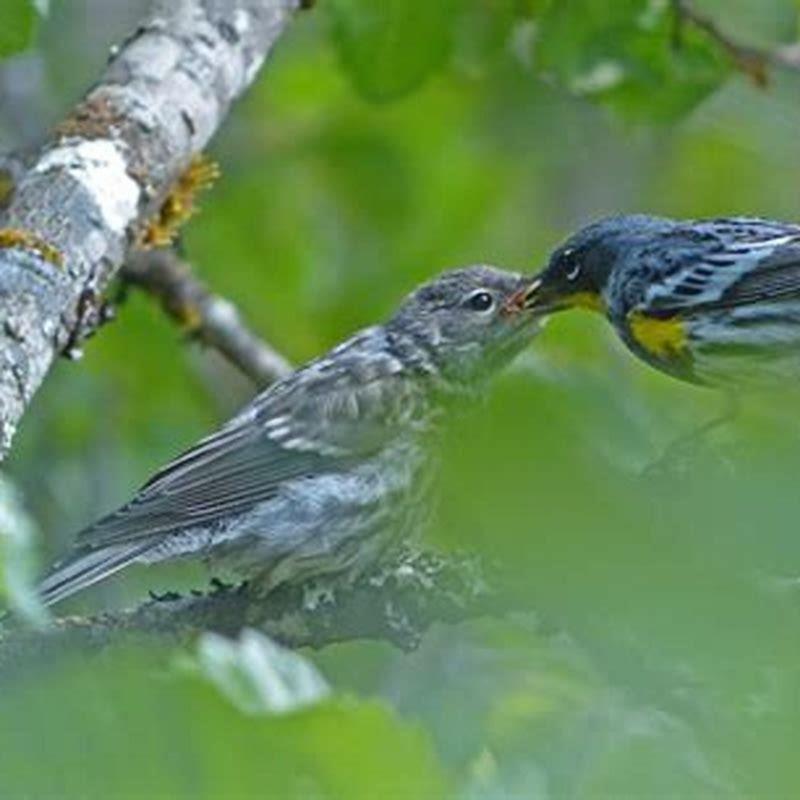 What do Canadian Warblers eat?