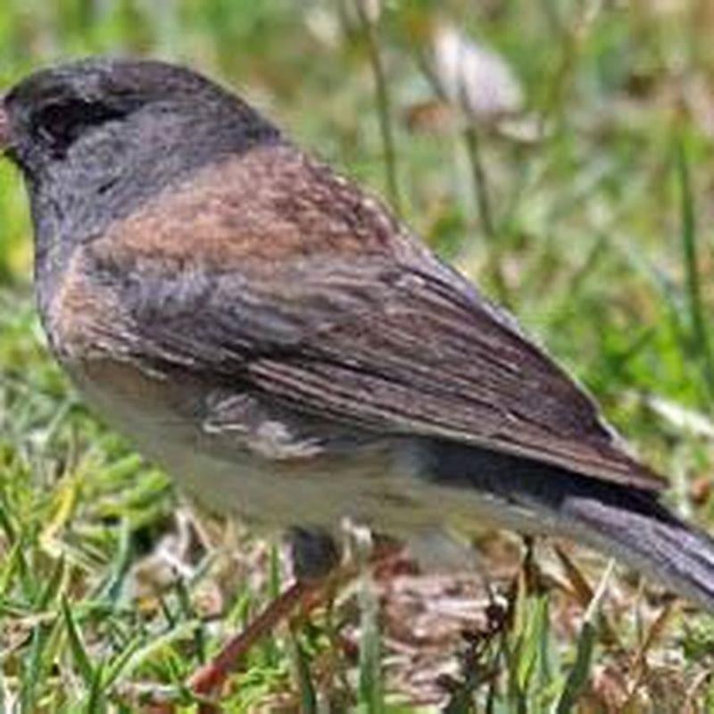 what-do-dark-eyed-juncos-like-to-eat-diy-seattle