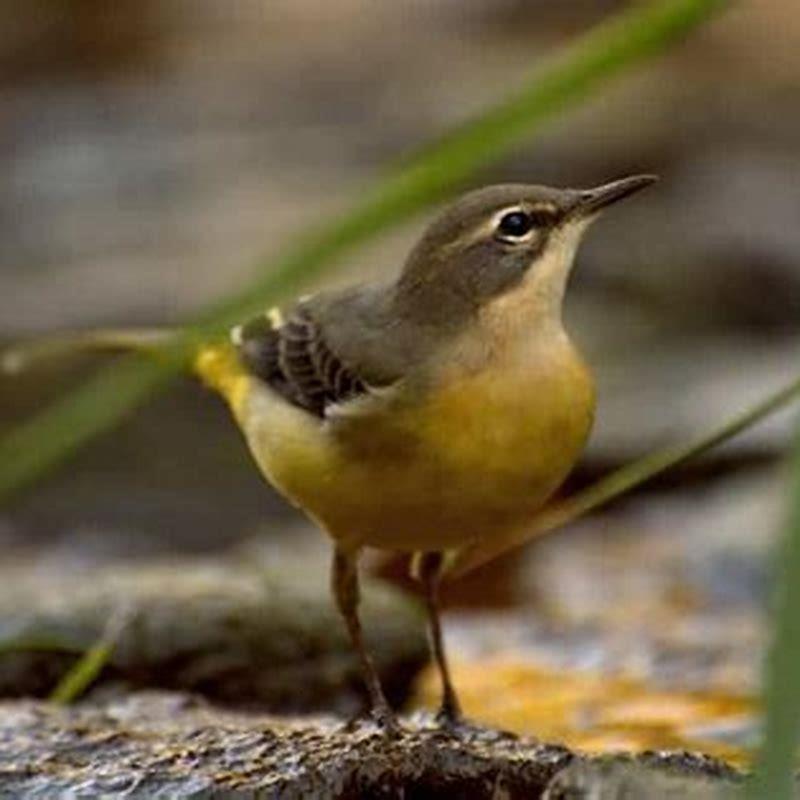 What do Grey wagtails eat?