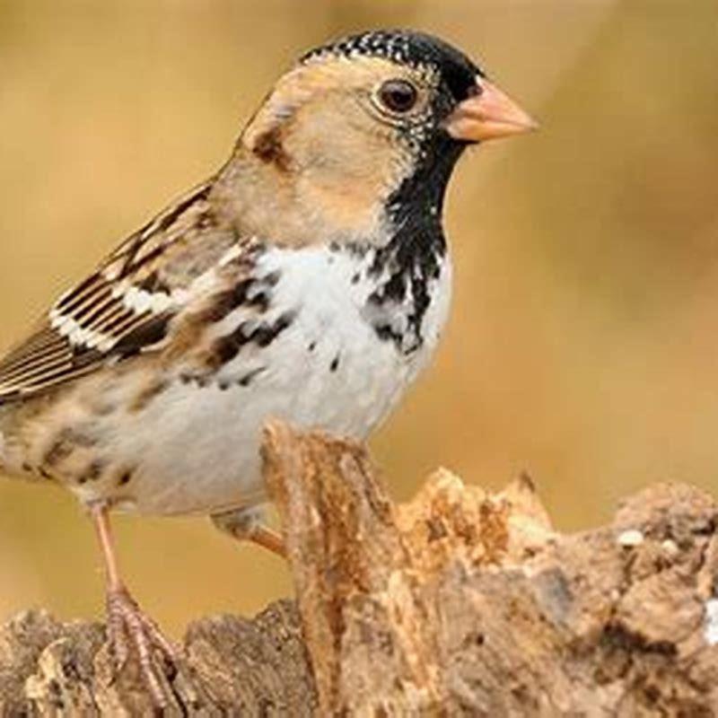 What do harris sparrows eat?
