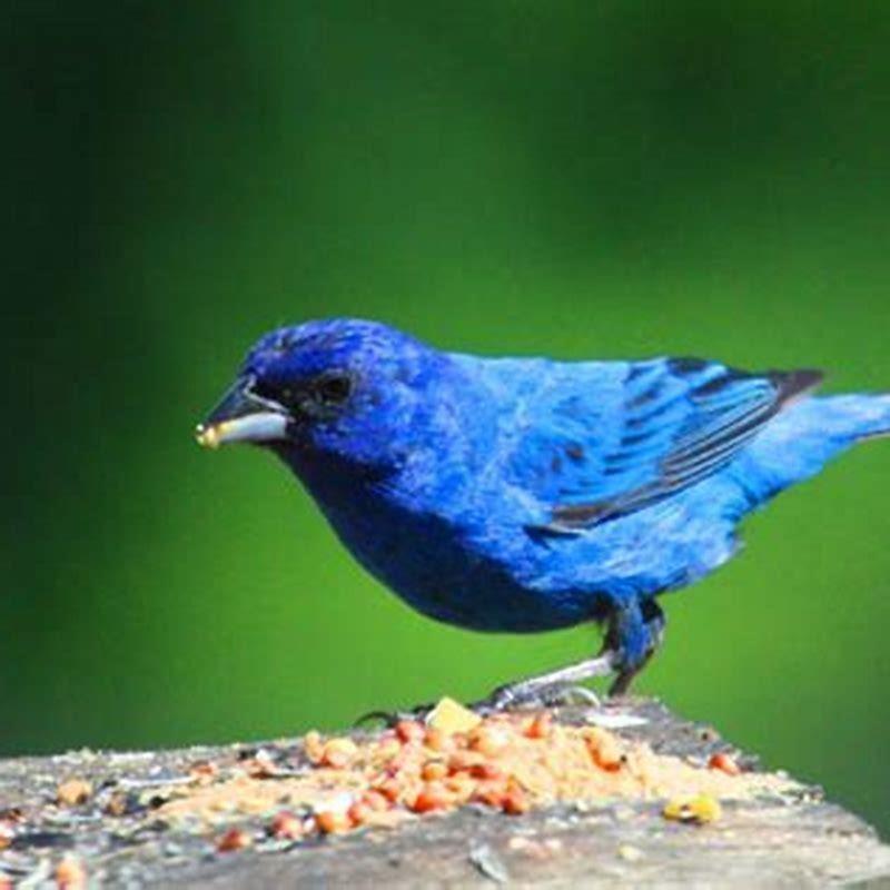 What do indigo bunting birds eat? - DIY Seattle