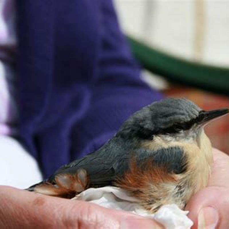 What do little garden birds eat? - DIY Seattle