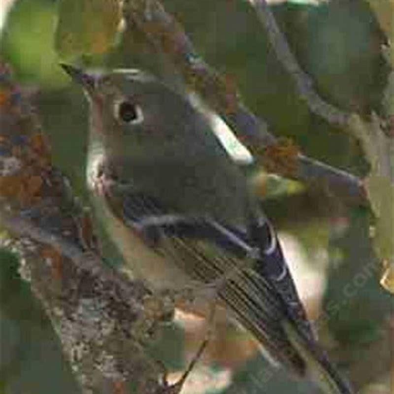 What do ruby-crowned kinglets eat?