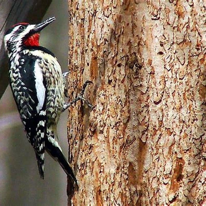 What do sapsucker birds eat?