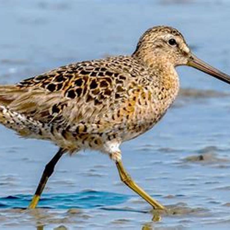 What do short-billed dowitcher eat?