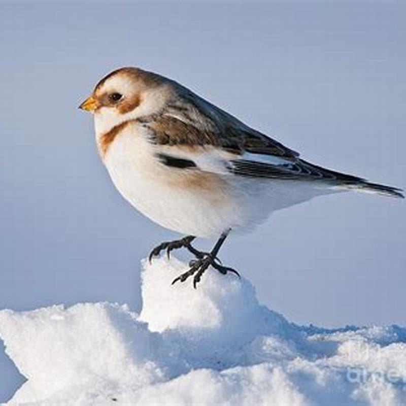 What do Snow Buntings eat in winter?
