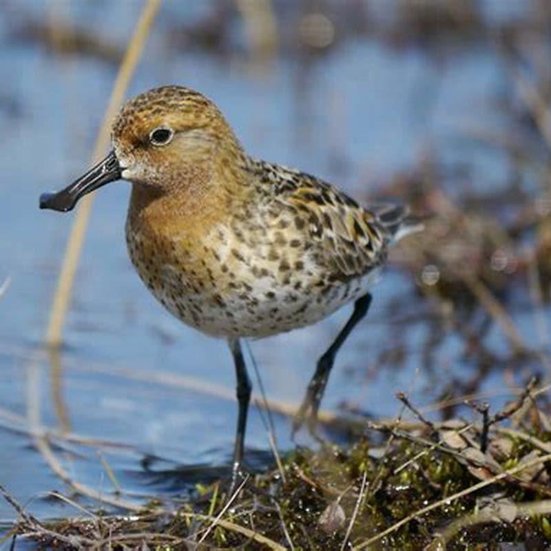 What do spoon-billed sandpiper eat? - DIY Seattle