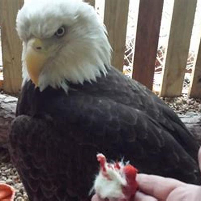 what-do-the-birds-eat-diy-seattle
