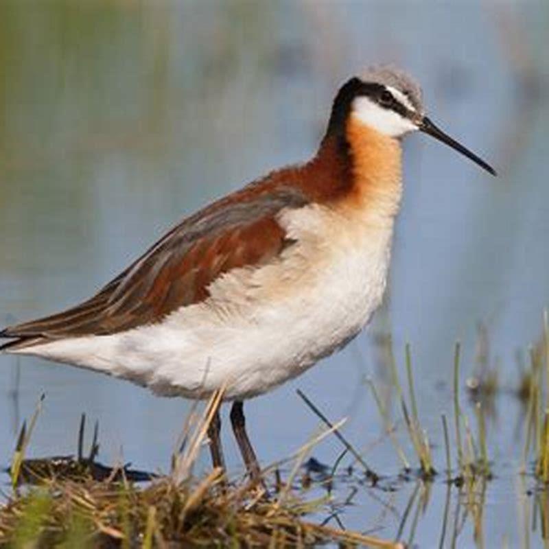What do Wilson’s Phalarope?