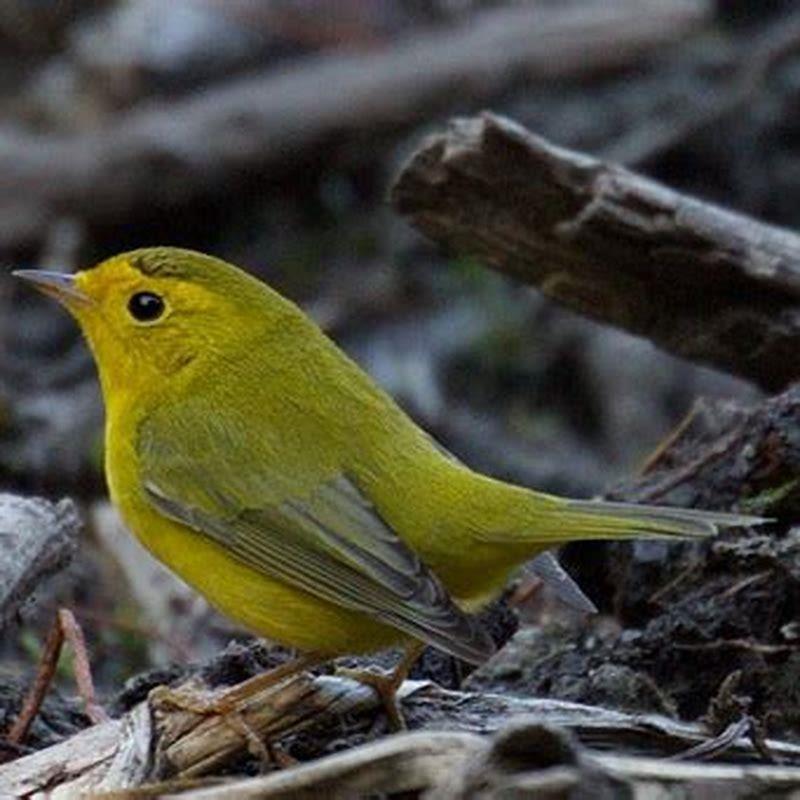 What do Wilson’s warbler eat?