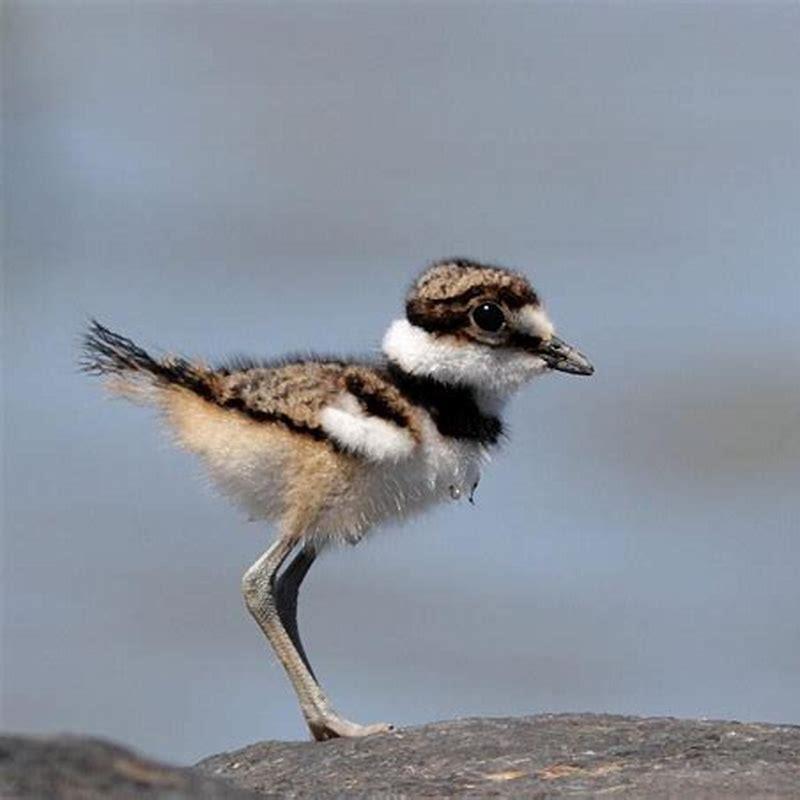 What do you do if you find a baby killdeer?