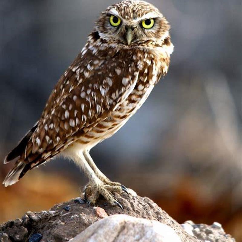 What do you do if you see a Burrowing Owl?