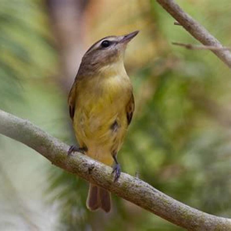 What does a Philadelphia vireo sound like?