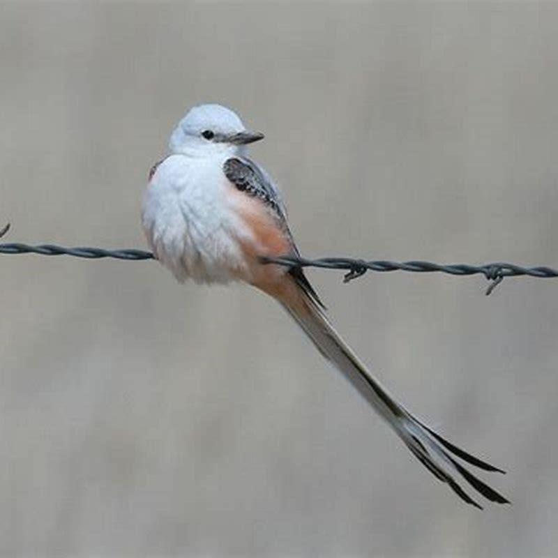 What does it mean if you see a scissor-tailed flycatcher?
