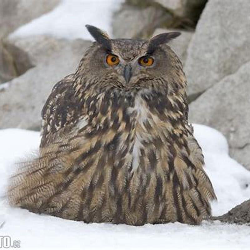 What does it mean to see a great GREY owl?