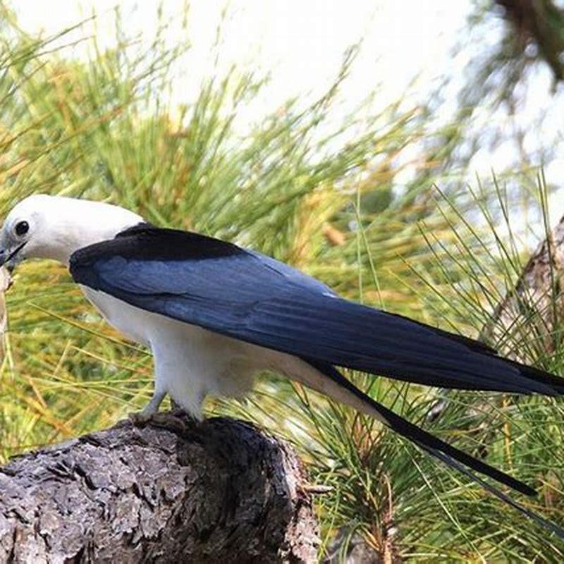 What does it mean to see a Swallow-tailed Kite? - DIY Seattle