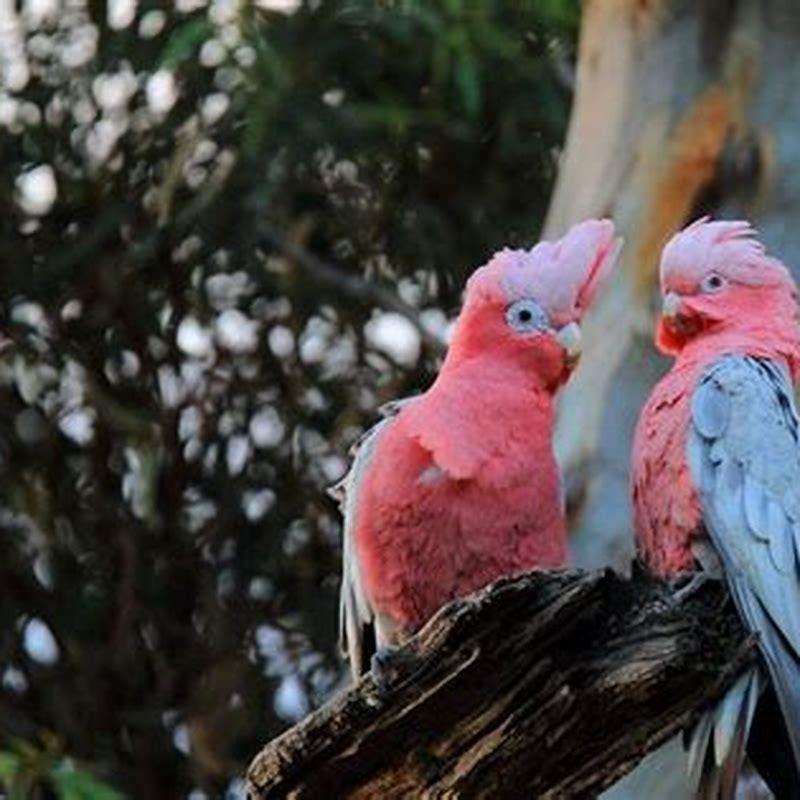 What does it mean when birds are roosting?