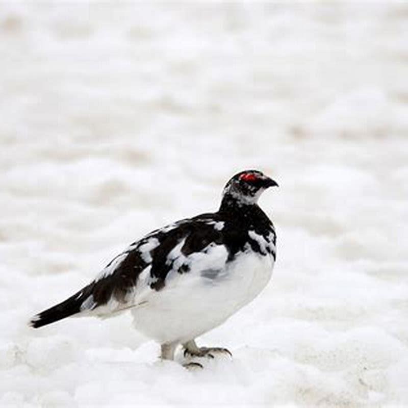 what-does-ptarmigan-taste-like-diy-seattle