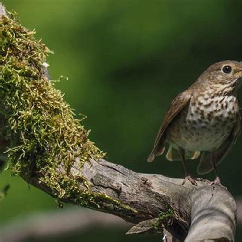 What does the bird thrush eat?
