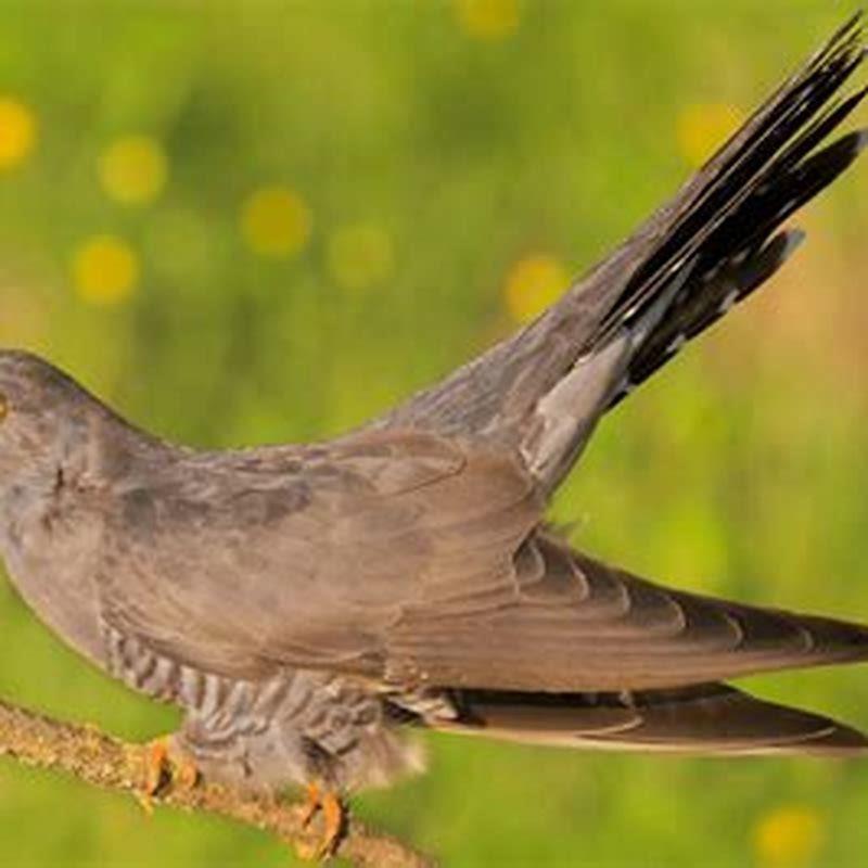 What Does Cuckoo Mean In French