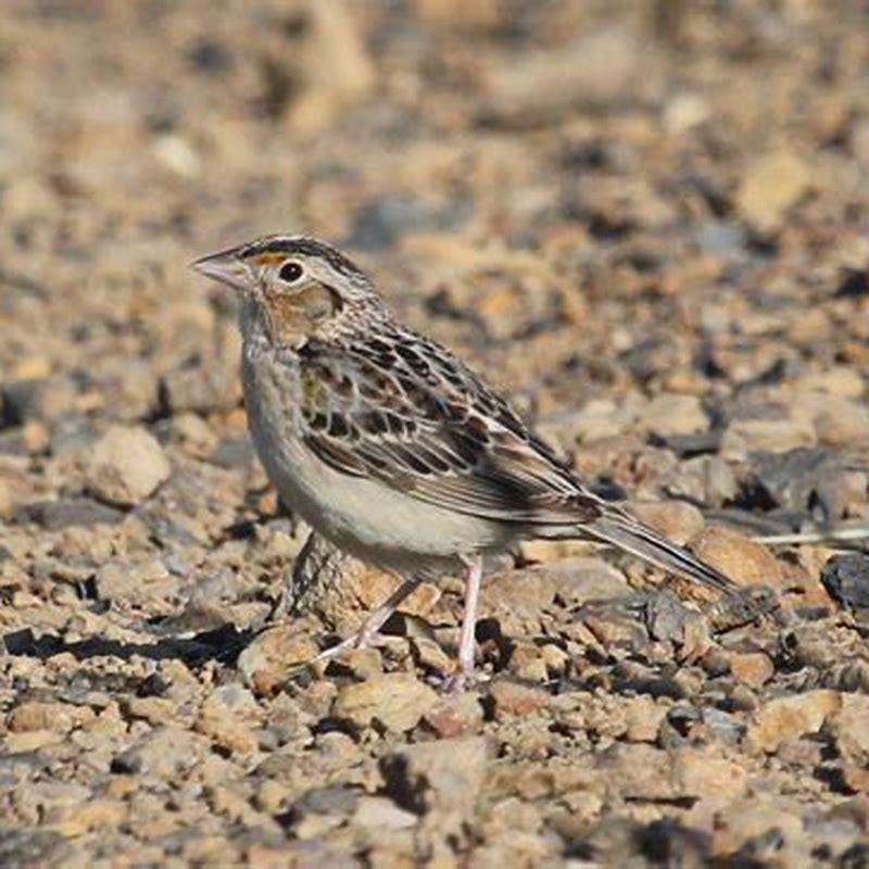 What does the Grasshopper Sparrow eat?