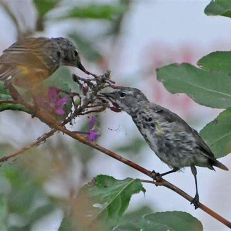 What does the Warblers eat?