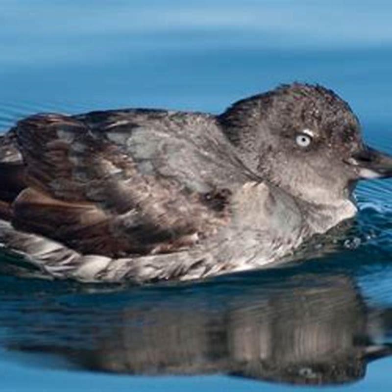 What eats Cassin’s auklet?