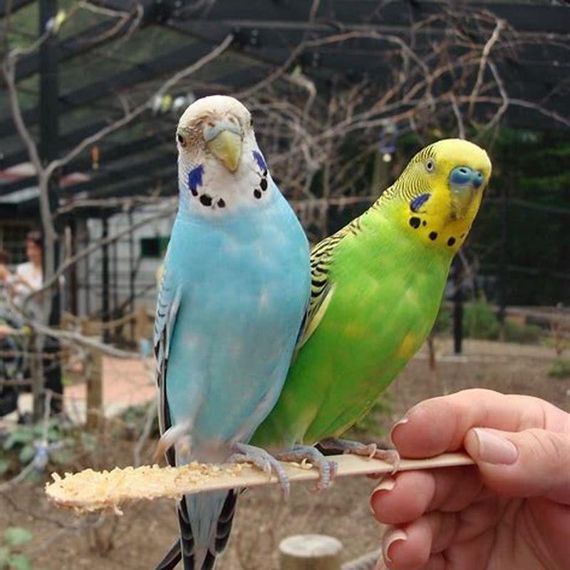 What family is the bird in?