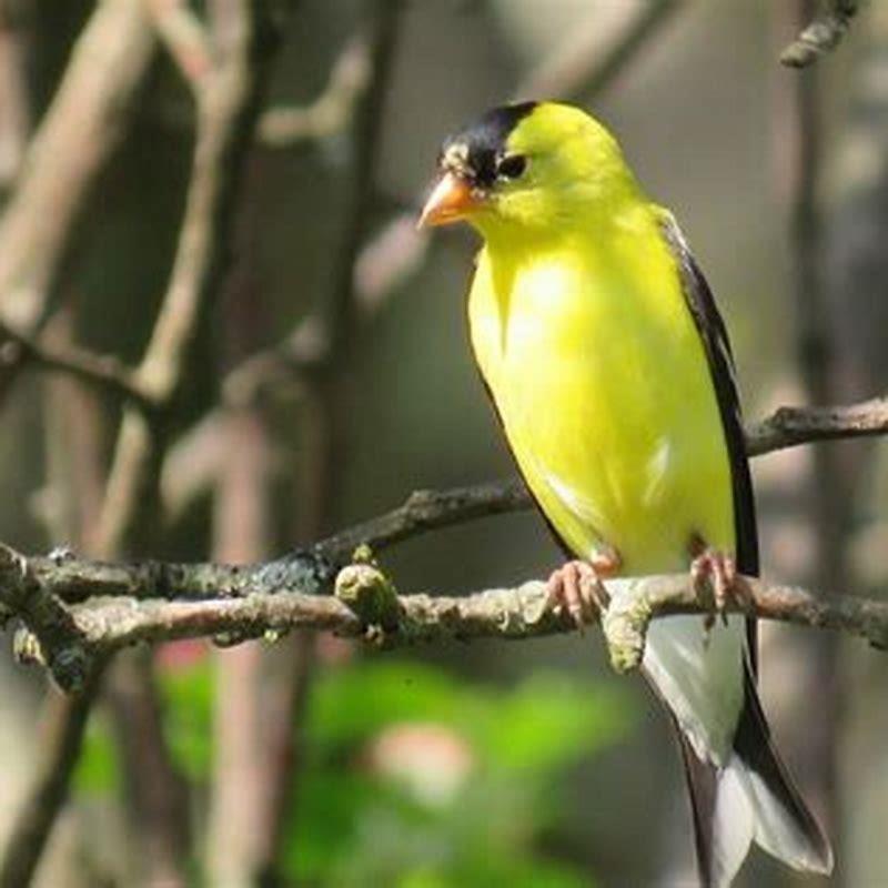 What food can I put out for goldfinches?