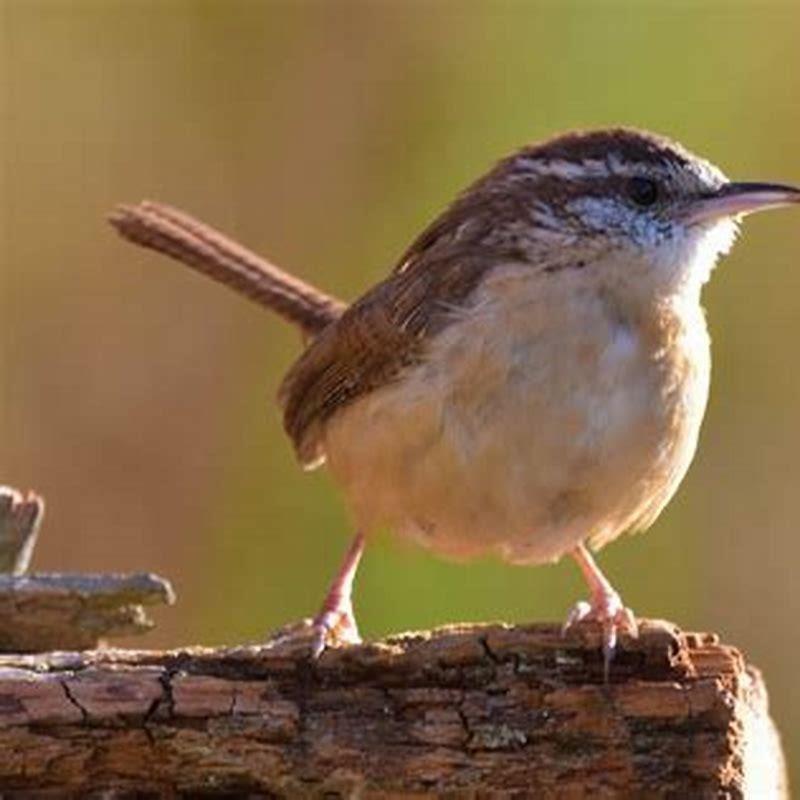 What food do you put out for wrens?