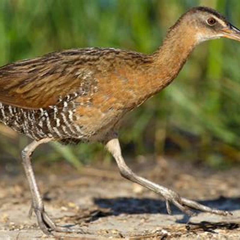 What is a bird called a rail?