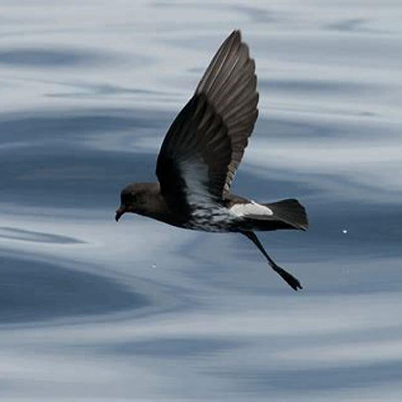 What is a stormy petrel definition?