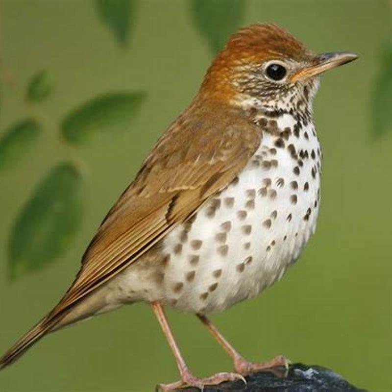 What is a Wood Thrush look like?