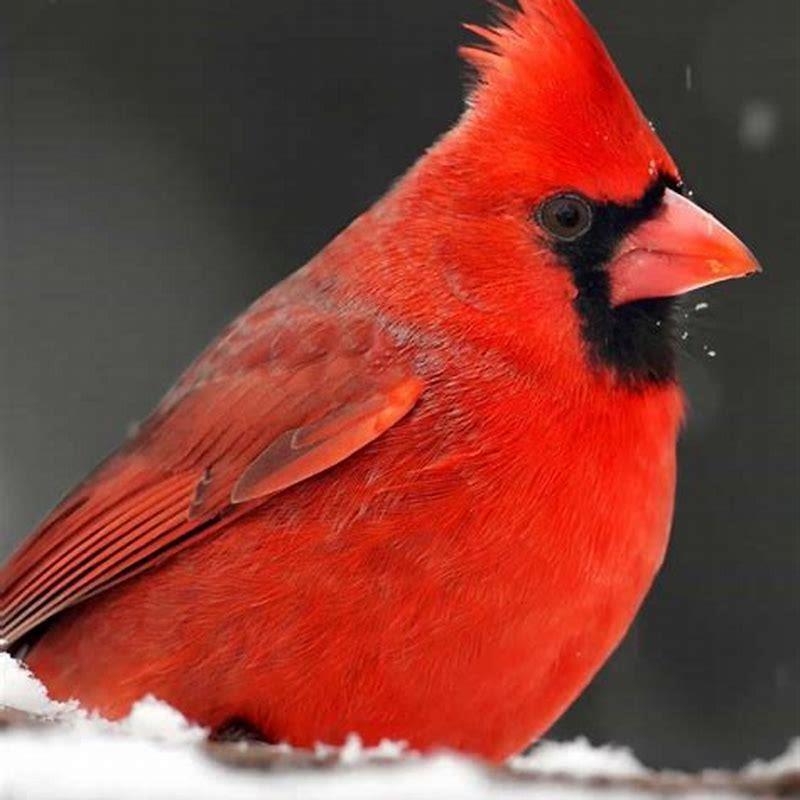 What Is Cardinals Favorite Food DIY Seattle