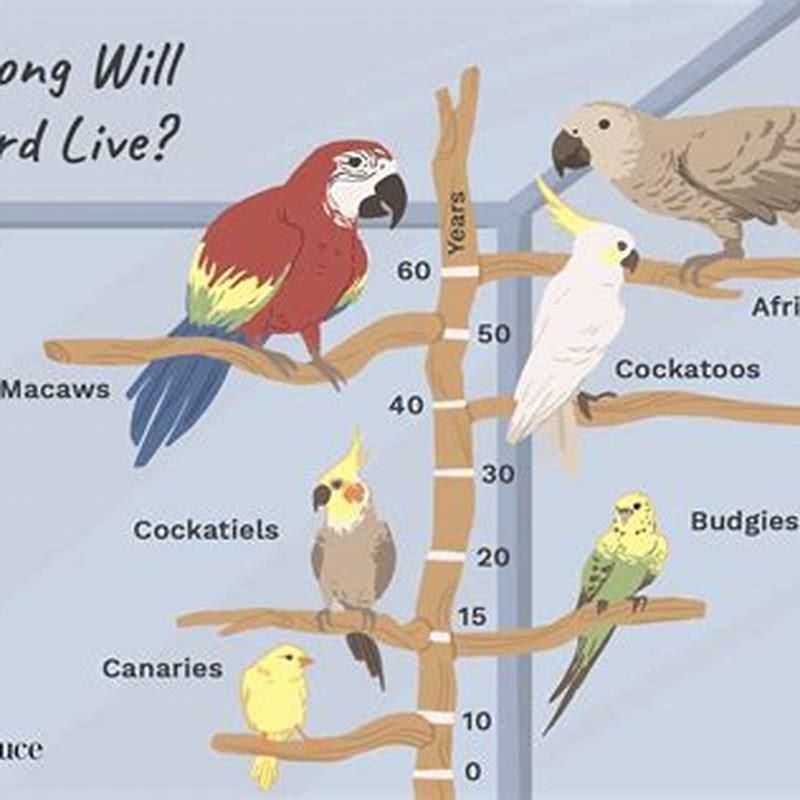 What is the lifespan of a pet bird?