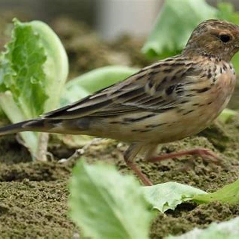 What kind of bird is a pipit?