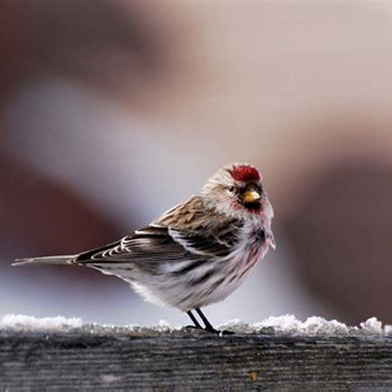 What kind of bird is a redpoll?