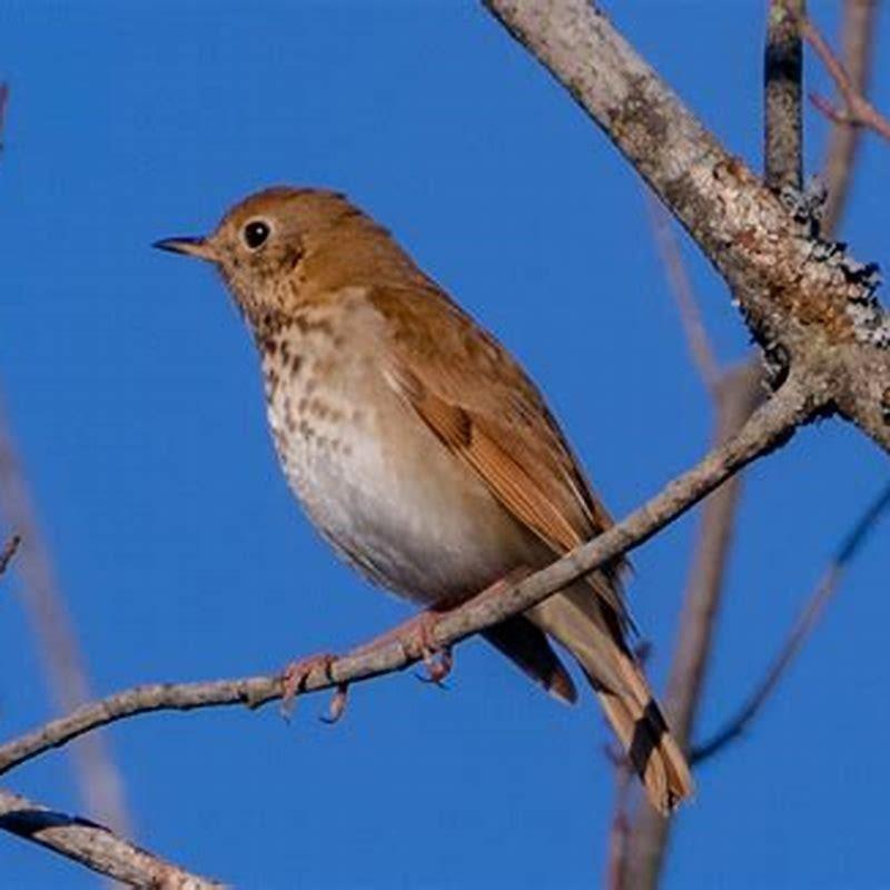 what-kind-of-bird-is-a-veery-diy-seattle